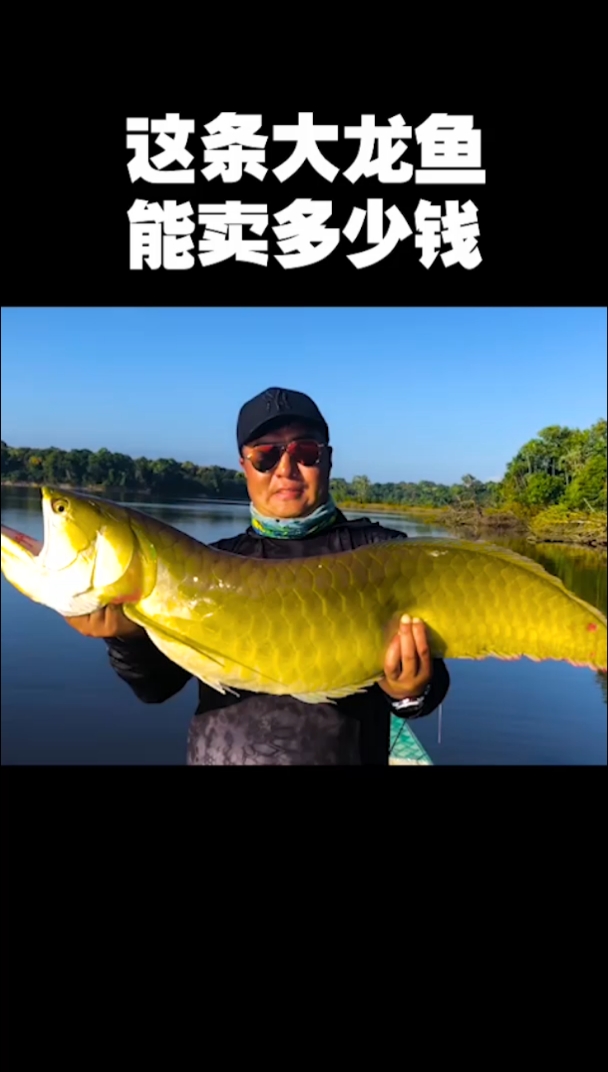 这条龙鱼,国内行情大概多少?
