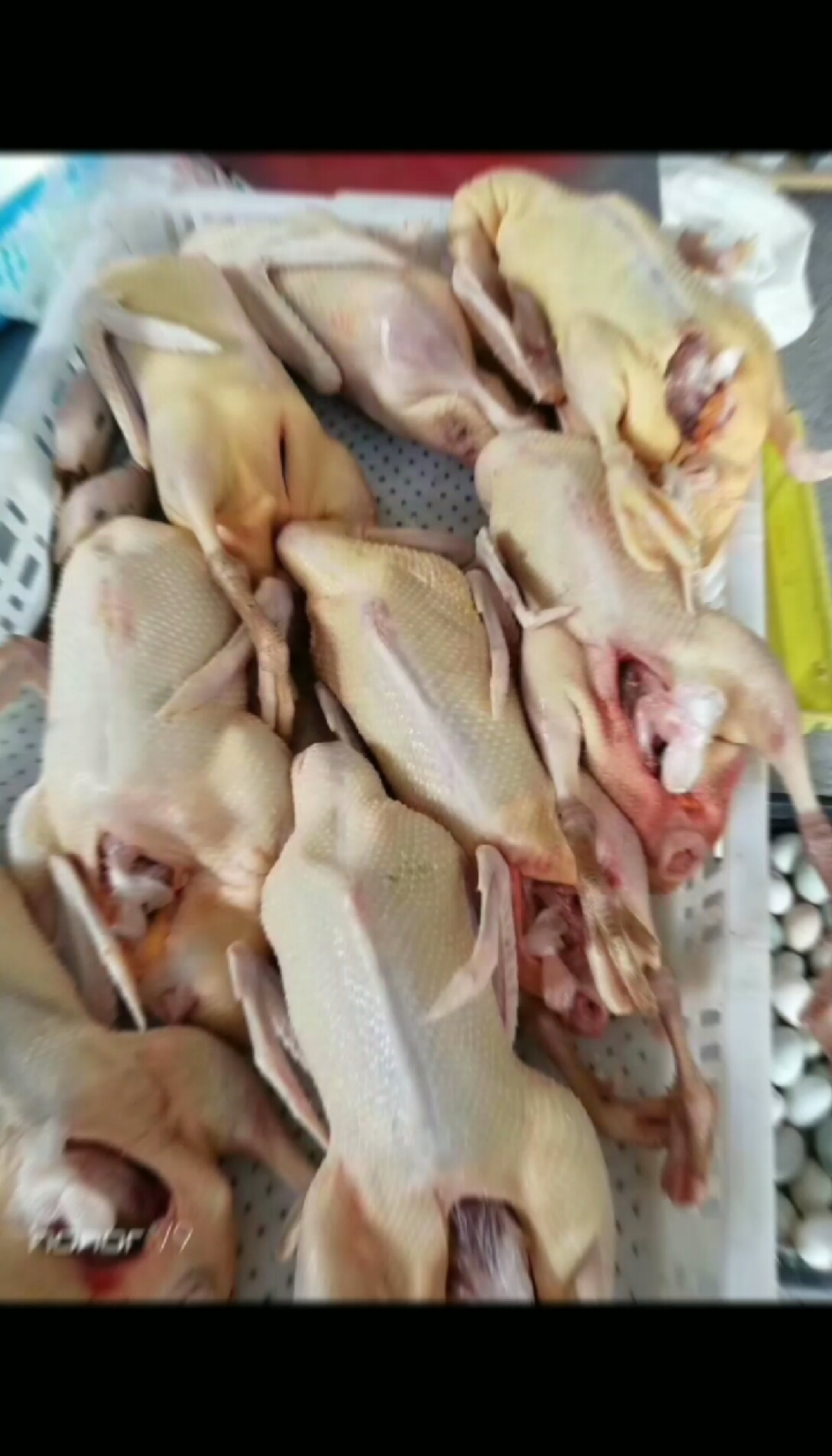 #抓鸭子#象山江东海鸭基地,放养海边吃小鱼小虾贝壳类长大的鸭子,喜欢吃老鸭和海鸭蛋的关注下