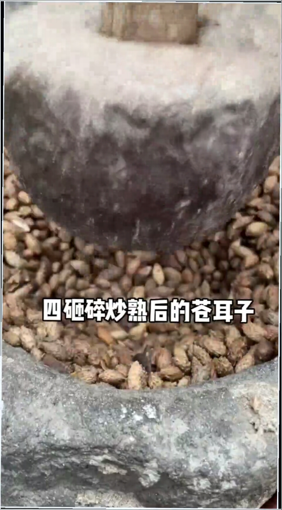 今天分享苍耳子辛夷如何炒制苍耳子油