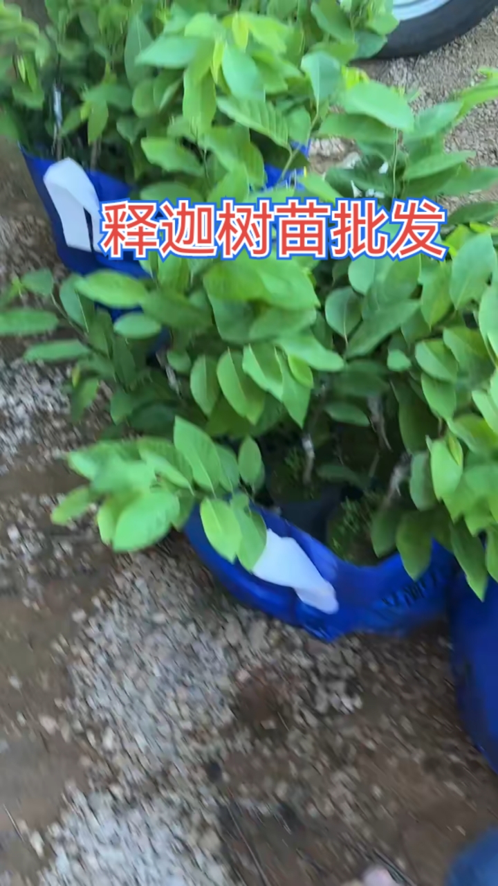 红皮红肉释迦树苗基地,番荔枝苗木出售