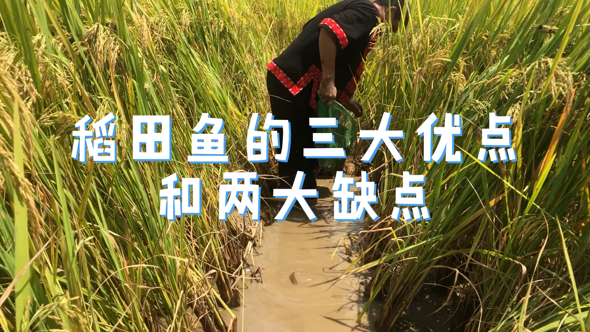 稻田养鱼的三大优点和两大缺点