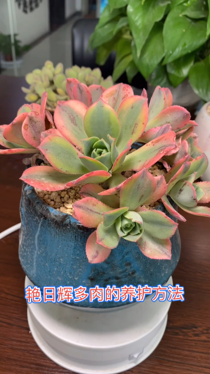 #有一种可爱叫多肉!#艳日辉多肉的养殖方法与注意事项,多肉的养护