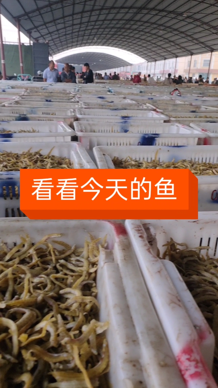 #干鲜海产品#凤尾鱼量大