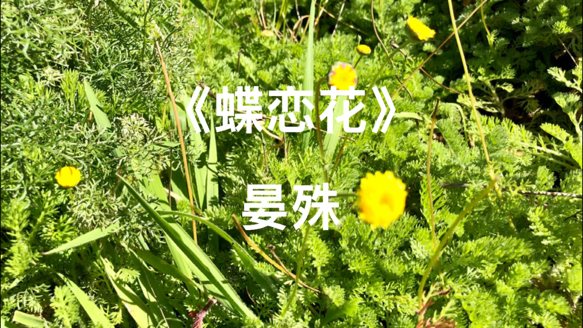 #手机摄影#茼蒿花