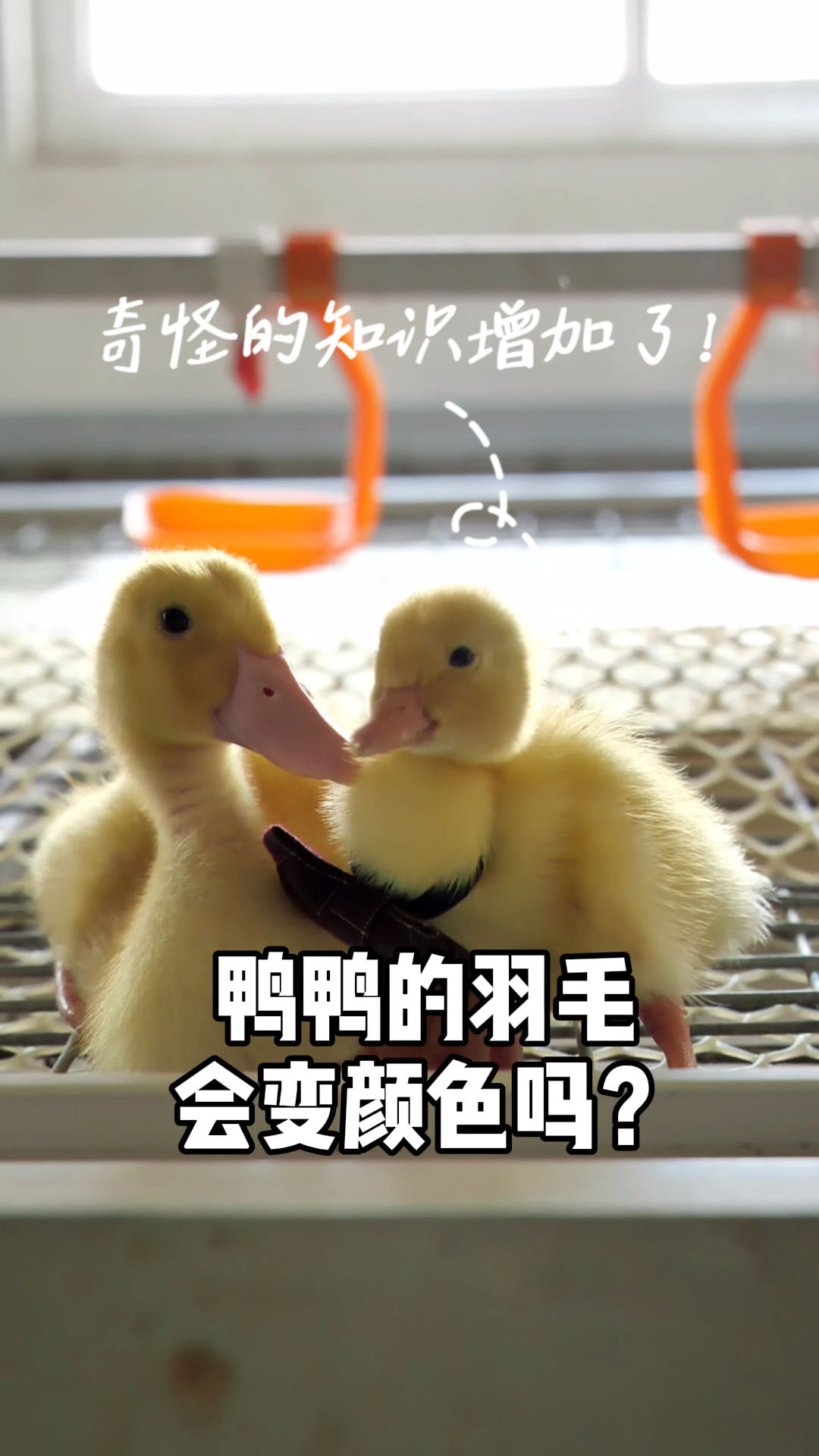 #神宠来袭#鸭鸭出生的时候是雏鸭,长着黄色的绒毛,长大后就变成白色的羽毛啦~