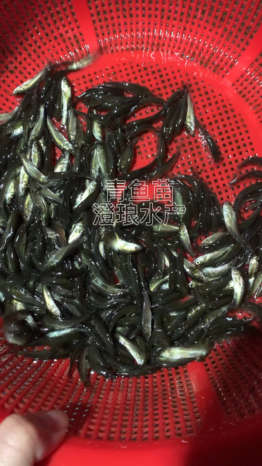 青鱼苗螺丝青鱼苗黑鲩鱼苗大小规格齐全