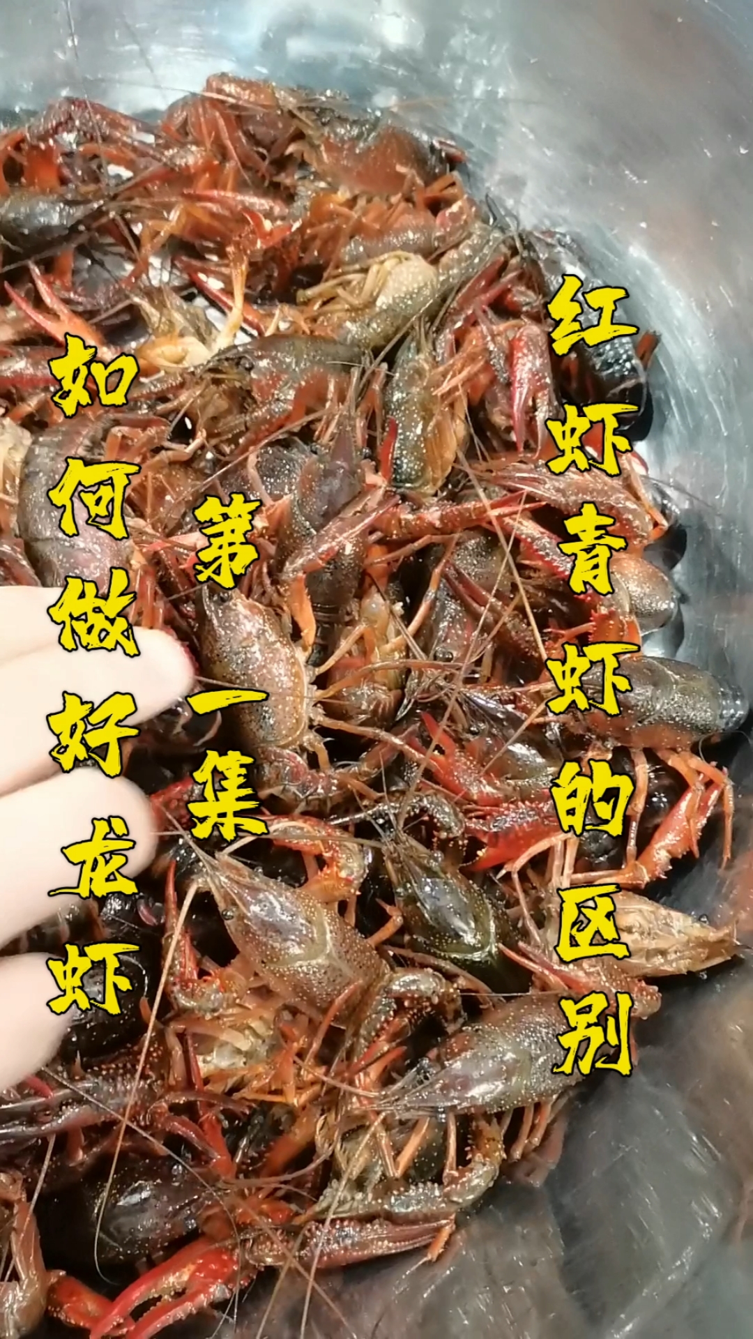 #小龙虾#做小龙虾,青龙虾和红龙虾有什么区别吗