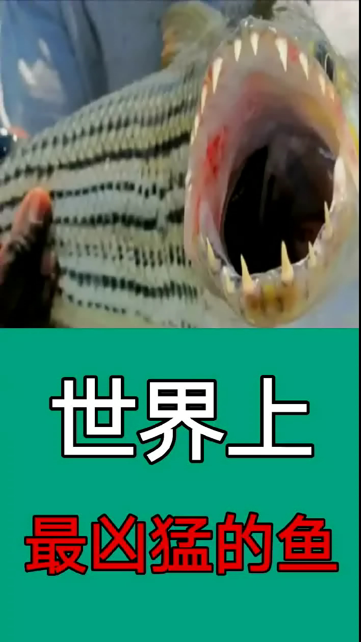 世界上最凶猛的鱼,被它咬一口半条命就没了