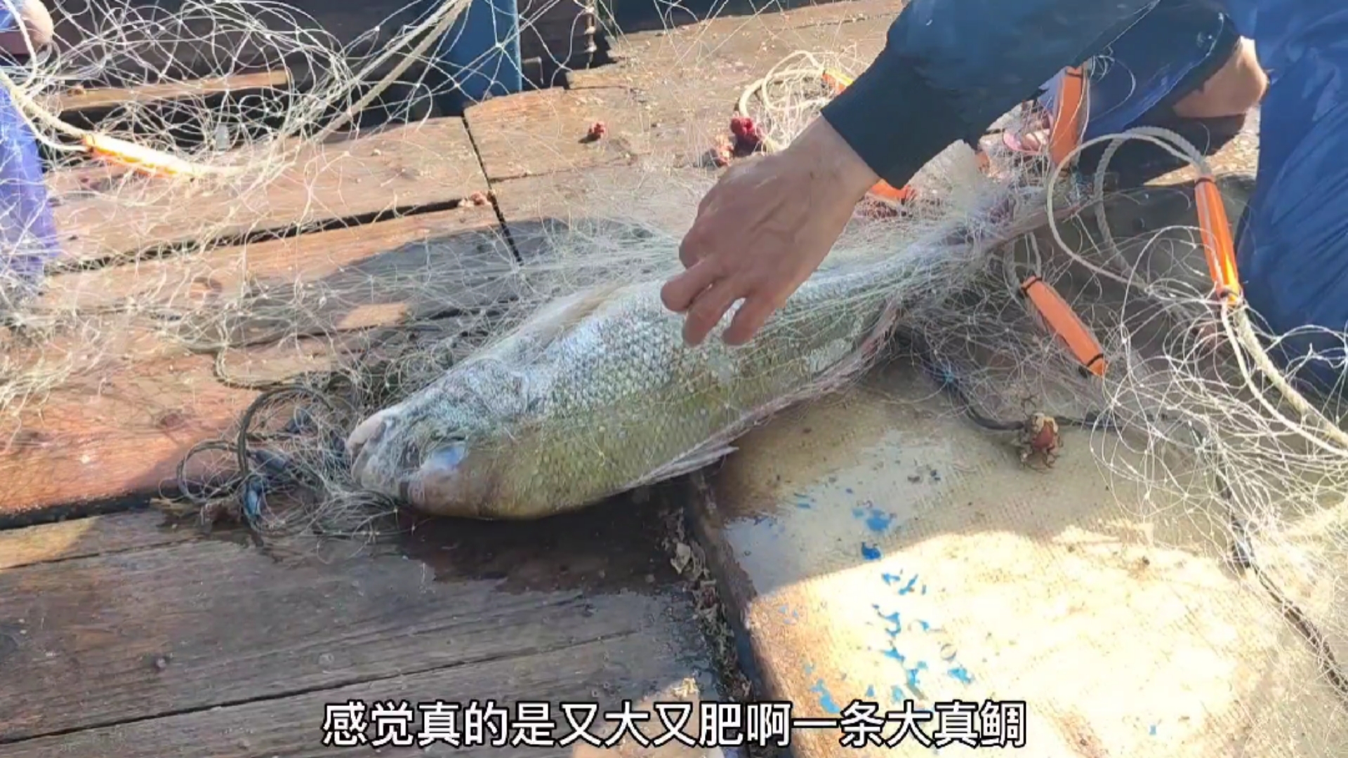 #南澳岛#广东小伙外海偶遇大黑鲷鱼群,一下上了近20条,还有一条6斤重大真鲷(中)