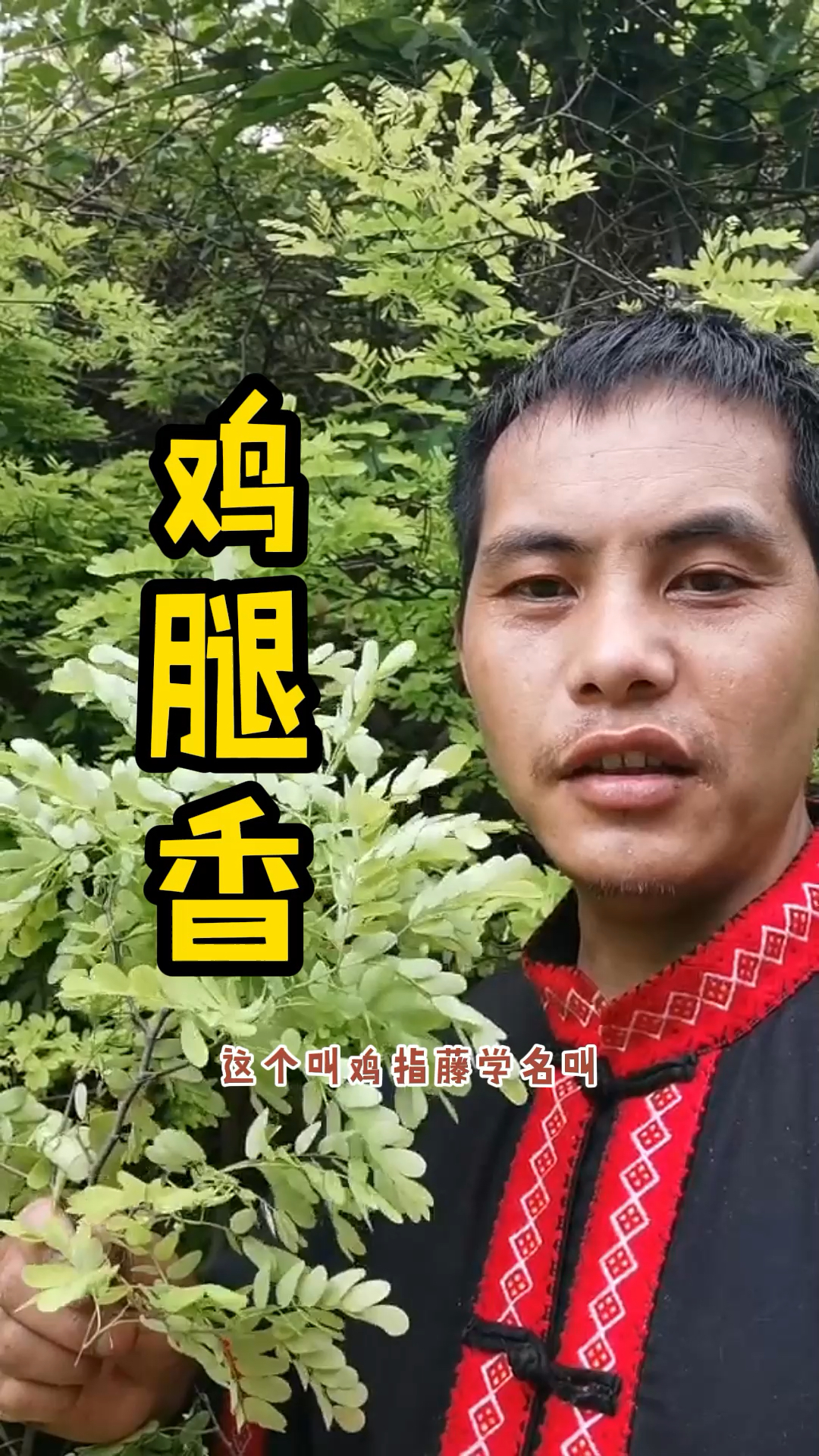 鸡腿香又叫藤黄檀,是一种优良的蜜源植物