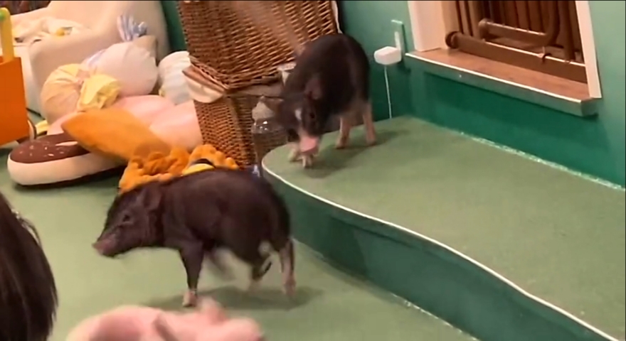 别打了,别打了,以后都是小炒肉有什么好打的