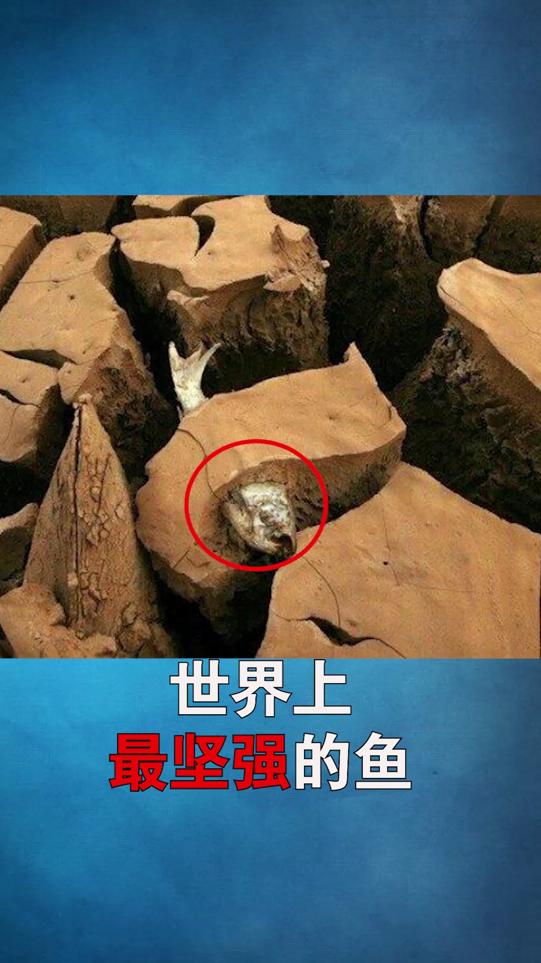 世界上最坚强的鱼#冷知识#鱼#奇闻异事