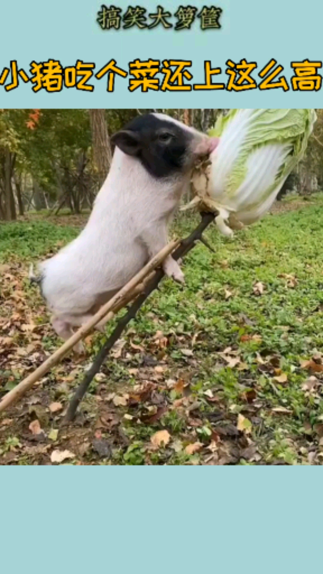 #搞笑视频#考验小猪吃白菜用这种方式,就这样小猪也不不退缩厉害