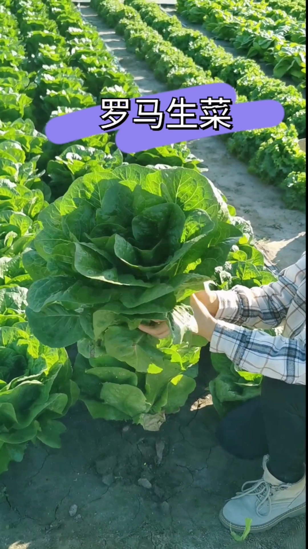 这个罗马生菜长得特别大,够吃好几顿,口感柔嫩清香,生吃热炒都美味,你也种一些吧