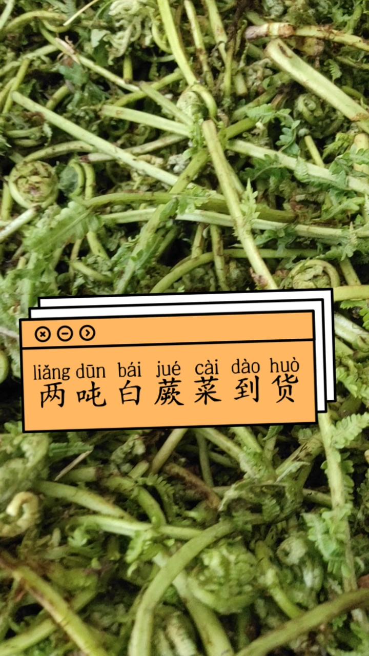 你知道一亿多年前就存在的蕨菜为什么逐渐淡出了我们的食谱蕨菜,蕨类植物本是食草