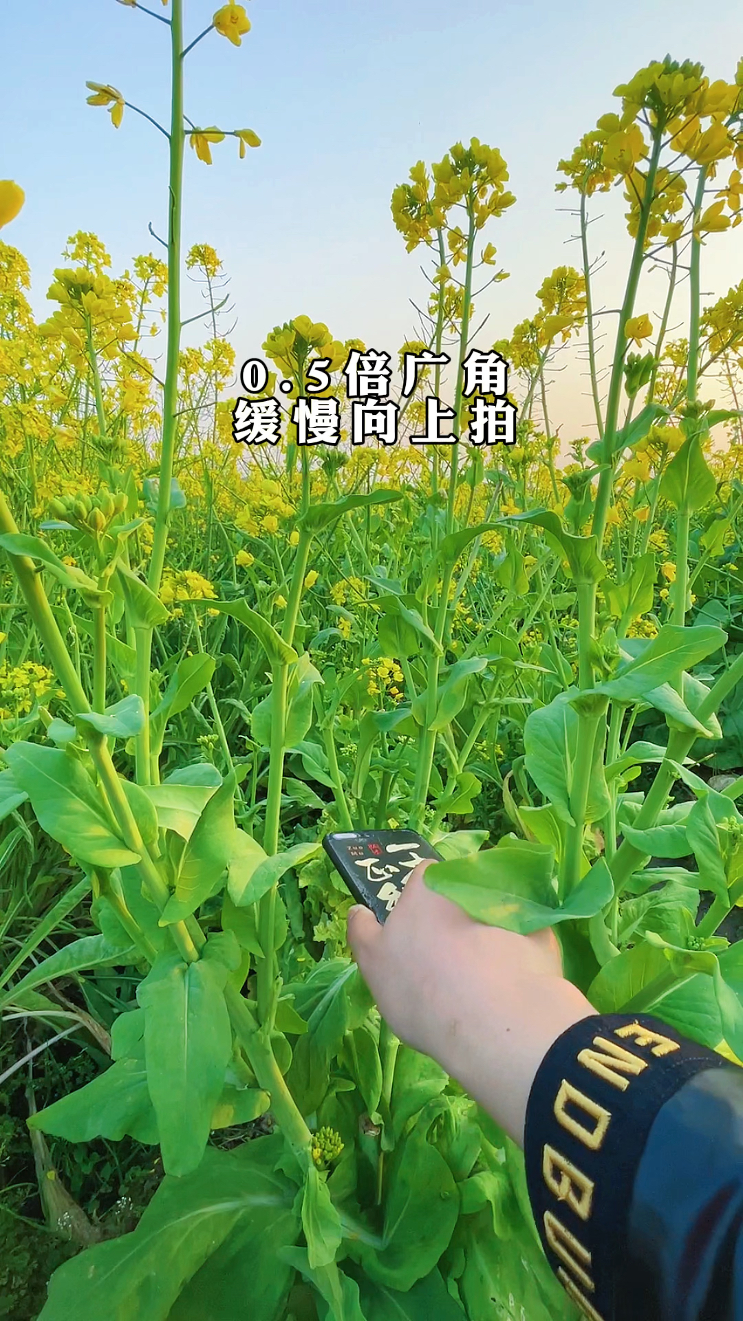#手机摄影教学#油菜花这样拍太美了