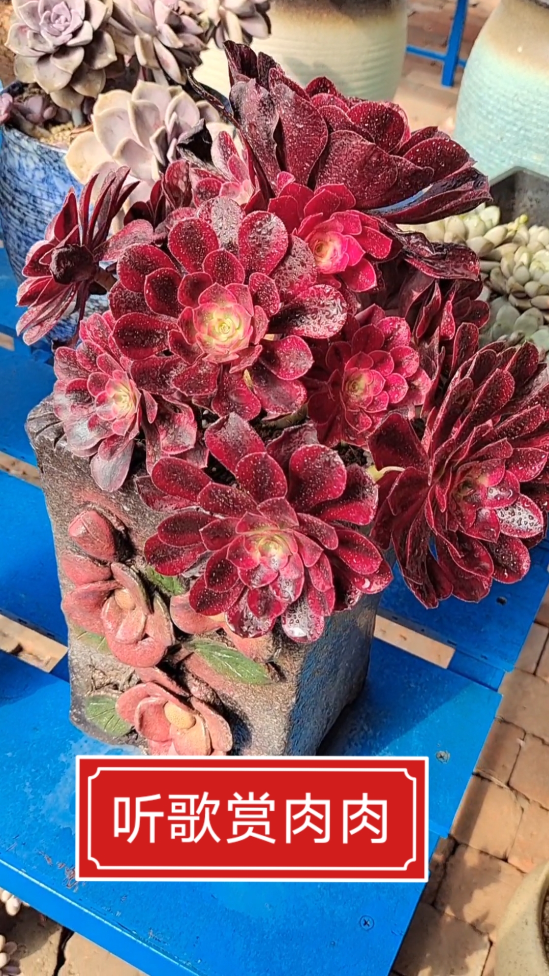 #多肉植物#听歌赏肉,享受美好生活