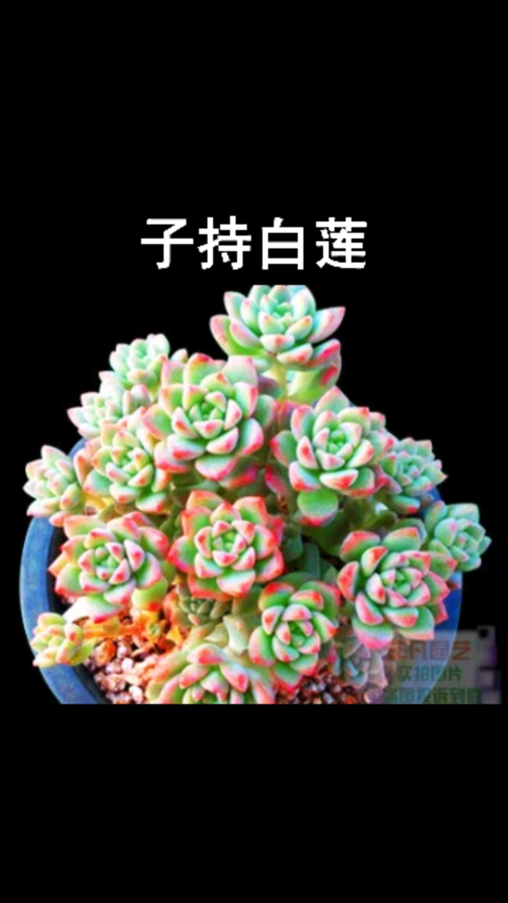 分享视频