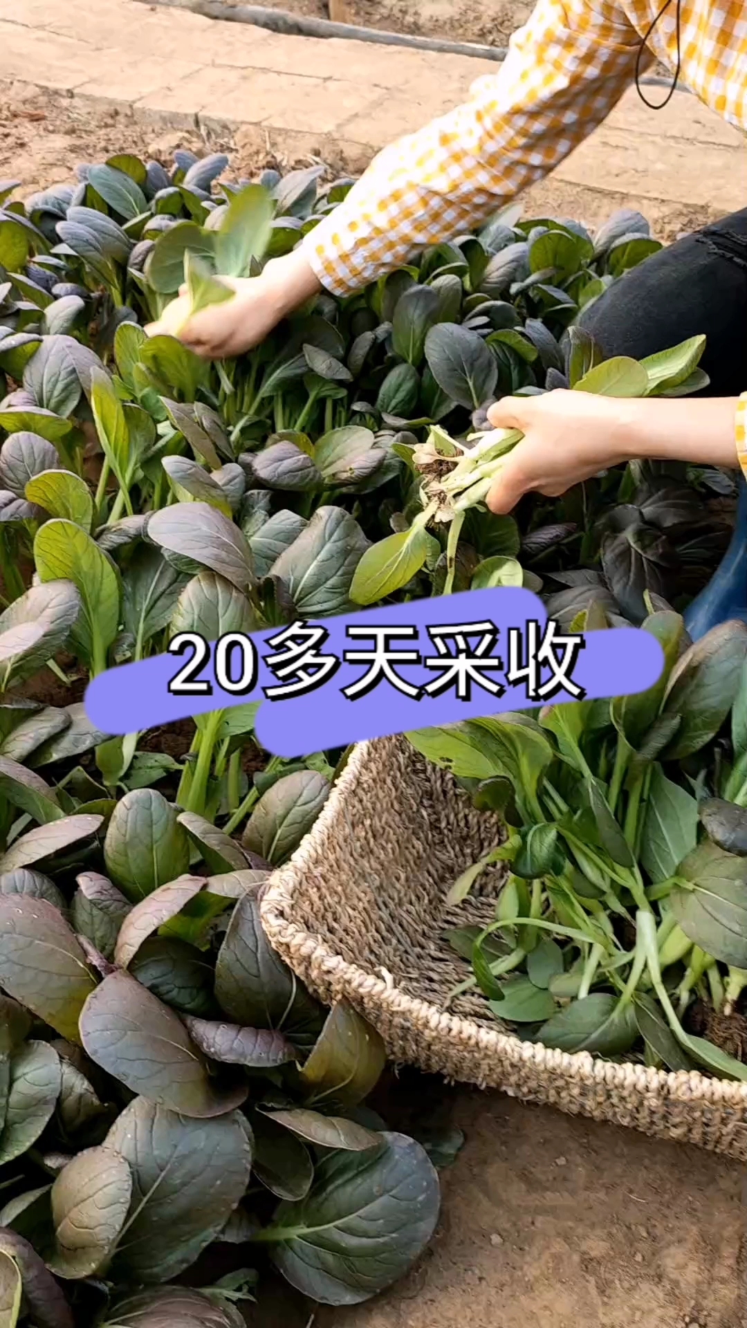 紫色小油菜20多天才收,富含花青素,鲜嫩好吃,不是转基因,放心种吧