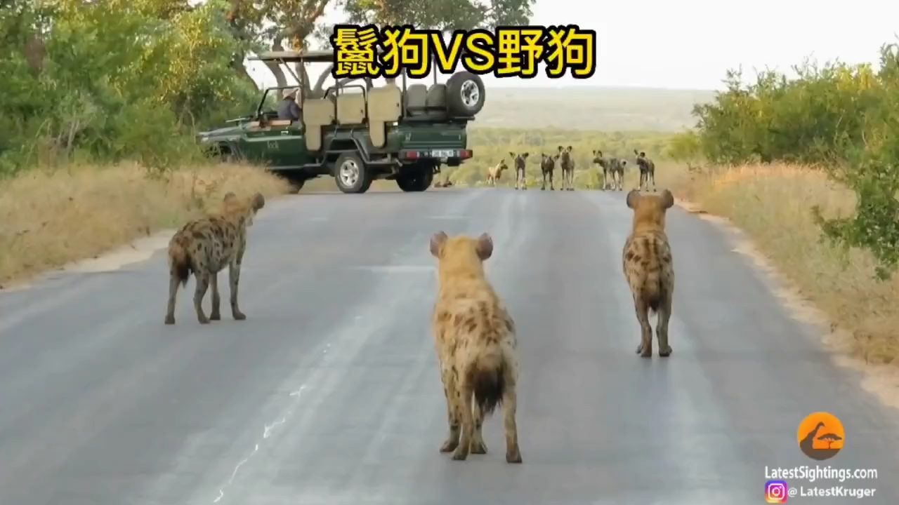 #动物世界#动物版的《古惑仔之山鸡从回童年玩耍的篮球场》