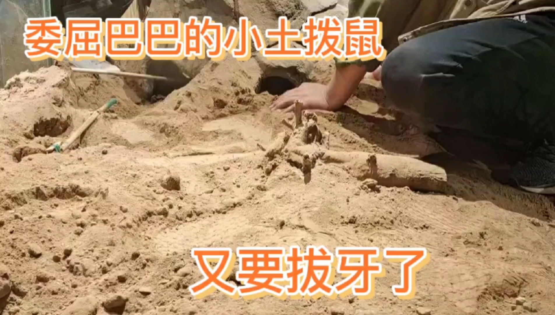 #神宠来袭#一只懒得磨牙的土拨鼠,造成了牙齿无限生长,不得不每月拔一次牙