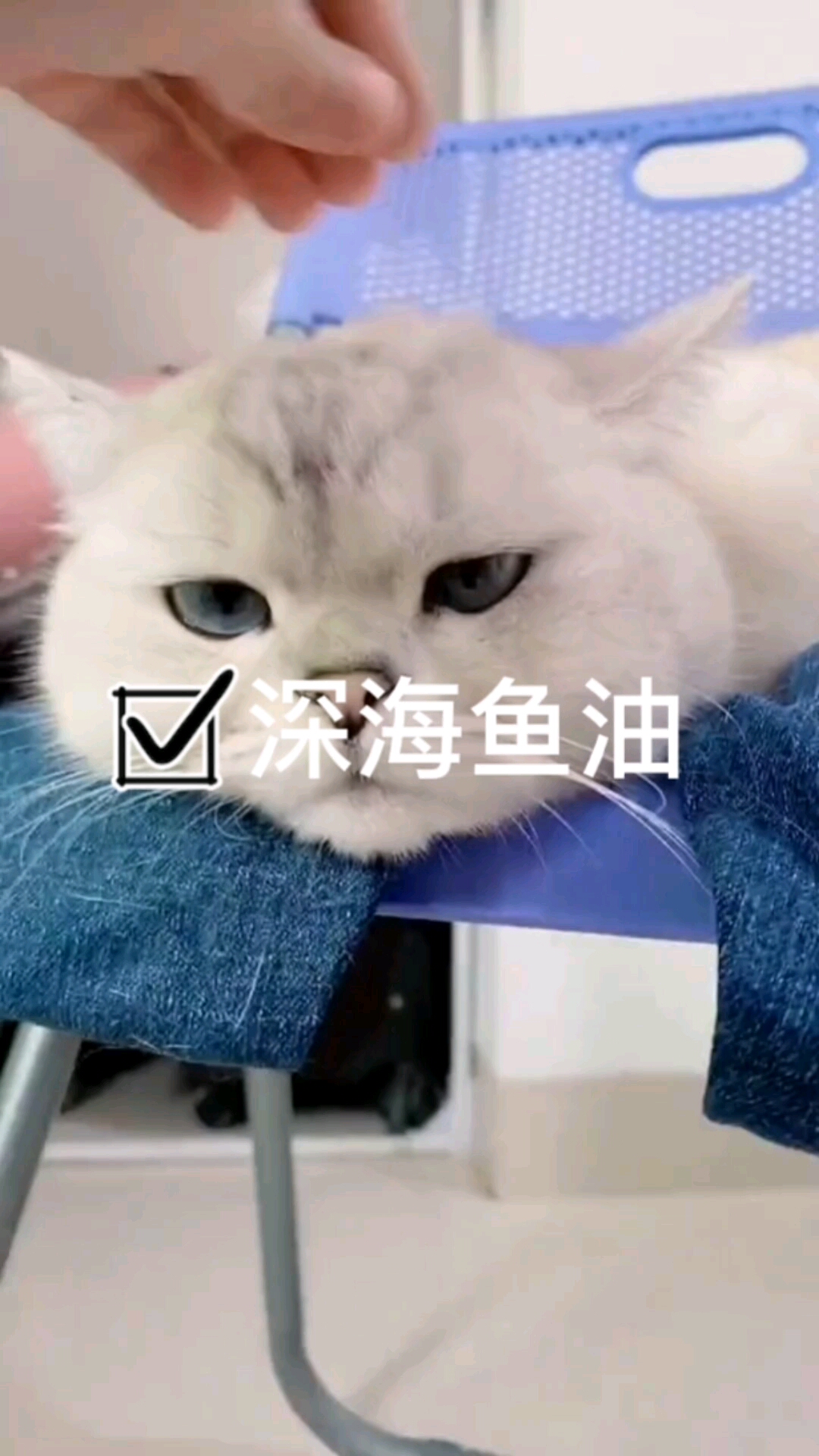 深海鱼油软胶囊猫咪狗狗宠物鱼油爆毛美毛明眸益脑