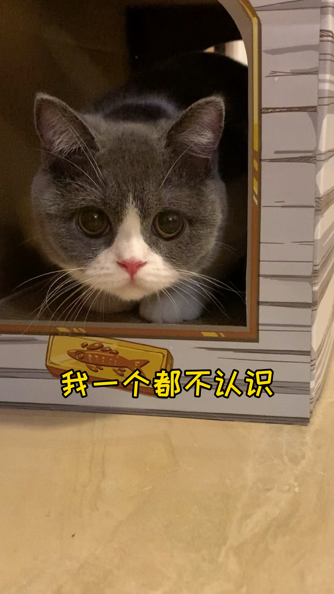 #小小爱宠萌化你#朋友来家里做客,看到可爱的小年糕,说要把它带走,它当真了,缩在箱子里不肯