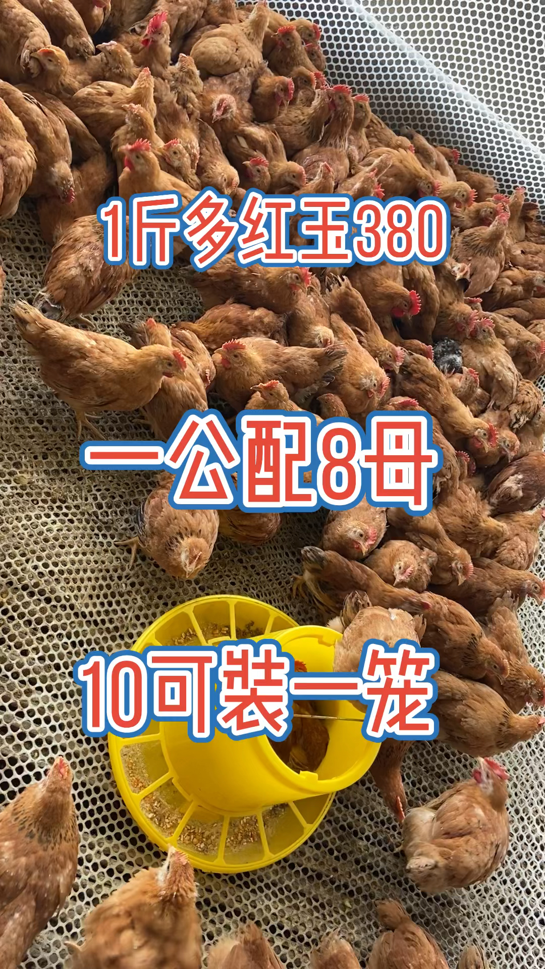 #红玉380大红公鸡苗#红玉380