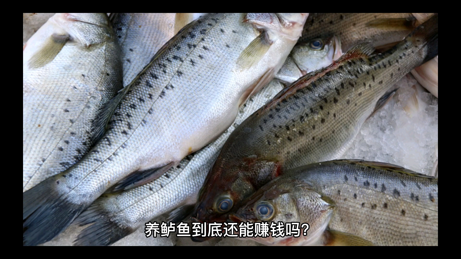 养鲈鱼还能赚钱吗?鲈鱼的利润还有多少?我们当地适不适合养鲈鱼?让这个视频告诉大家