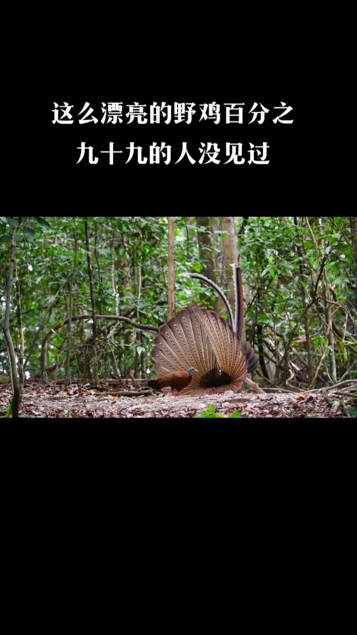 #野鸡#单身的你应该像这野公鸡学习下,怎么追女孩