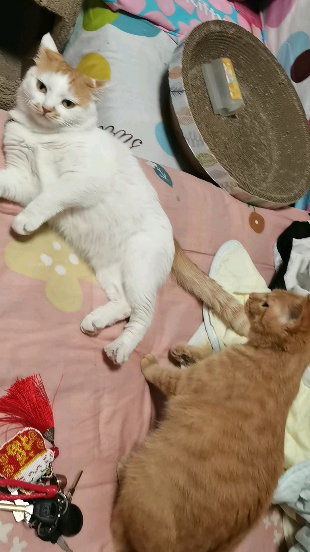 #每日萌宠#大公鸡在外面打架,猫姐妹在家里边打架