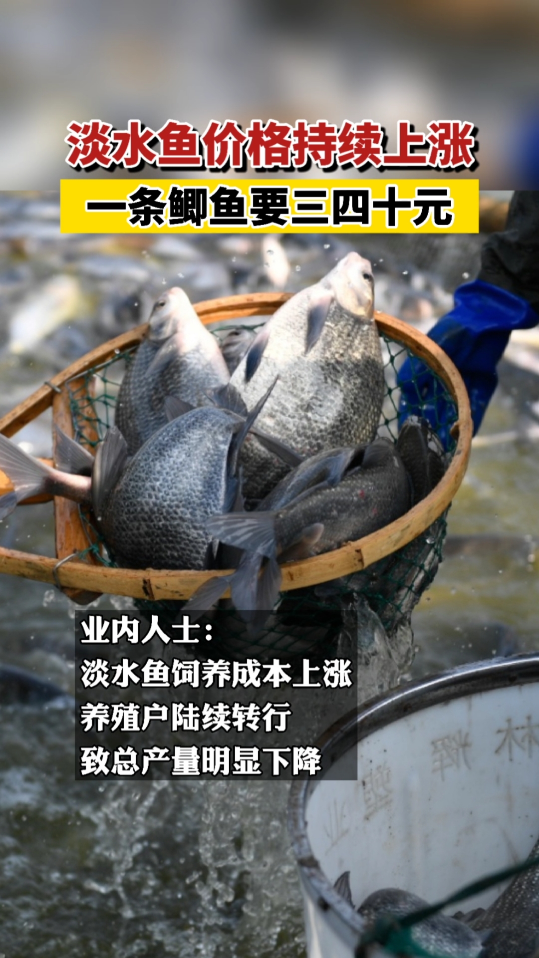 淡水鱼价格持续上涨,一条鲫鱼要三四十元!你最近有买鱼吗?价格是多少?
