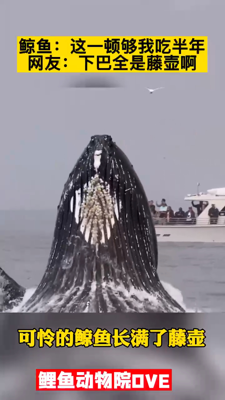 鲸鱼的下巴都是藤壶,网友看不下去了!