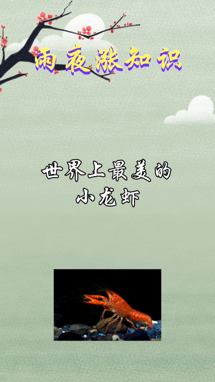 世界上最美的小龙虾