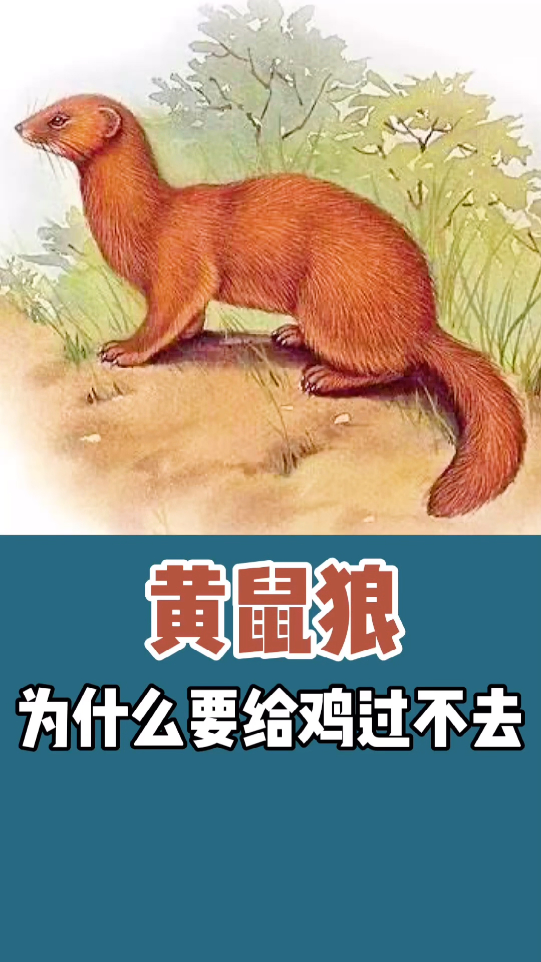 #奇闻趣事抢先看#黄鼠狼给鸡拜年,这下你知道了吧!