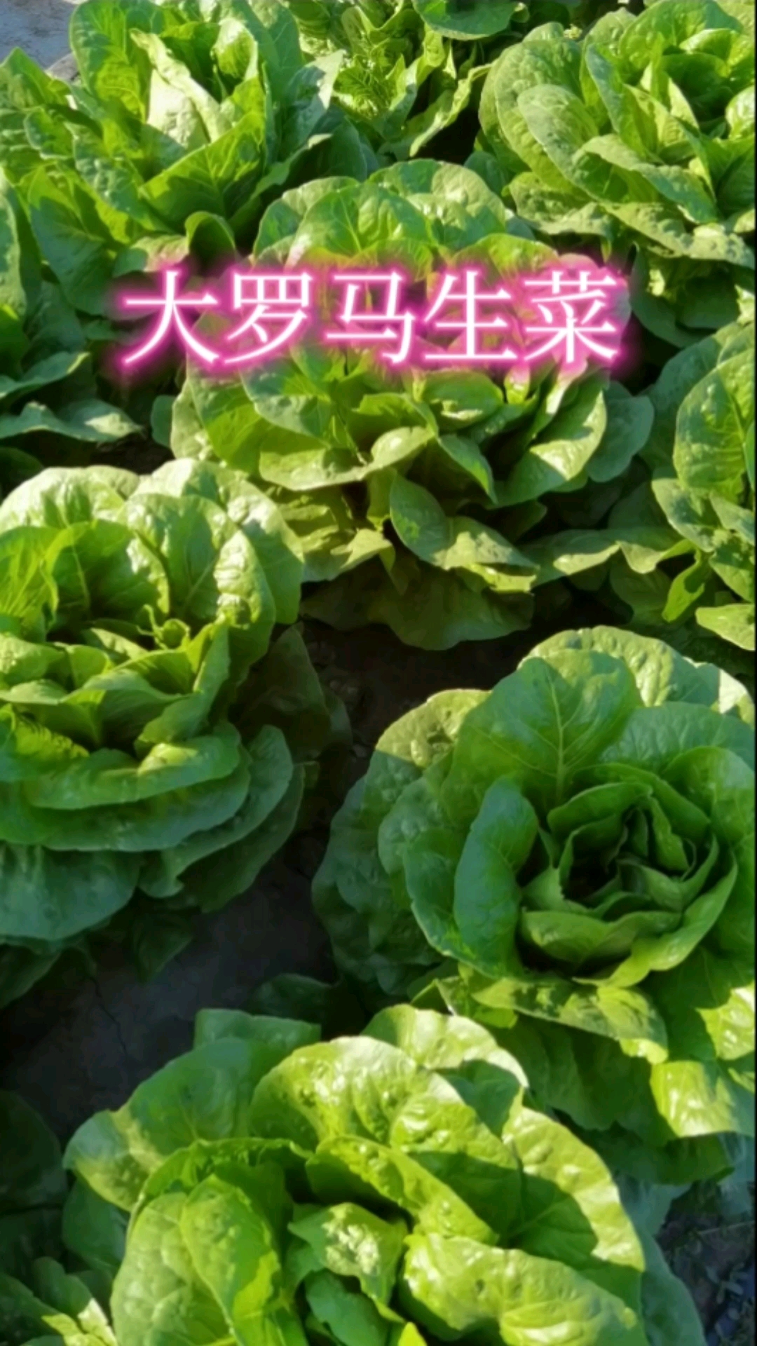 大罗马生菜