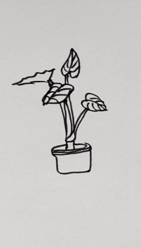 #简笔画#画植物的简笔画
