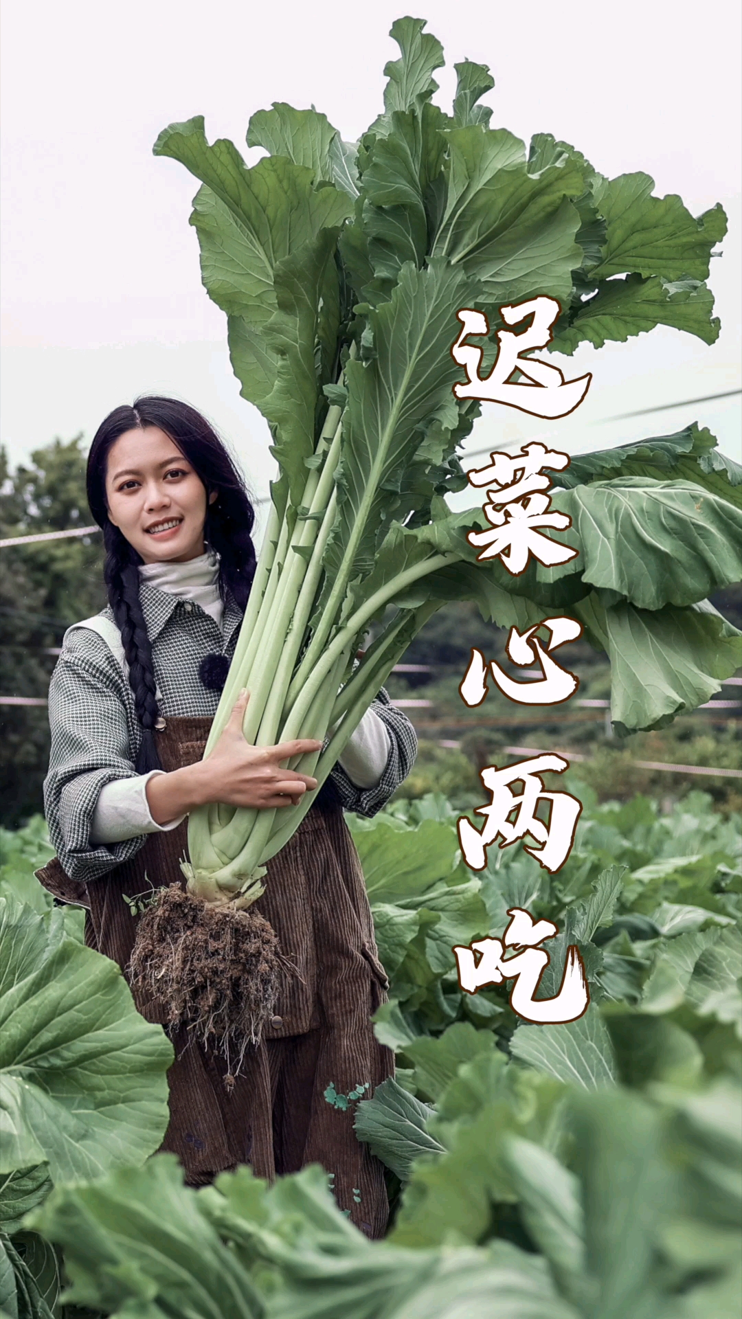 #在家做个拿手菜#1.5米高的迟菜心，是什么味道？？？