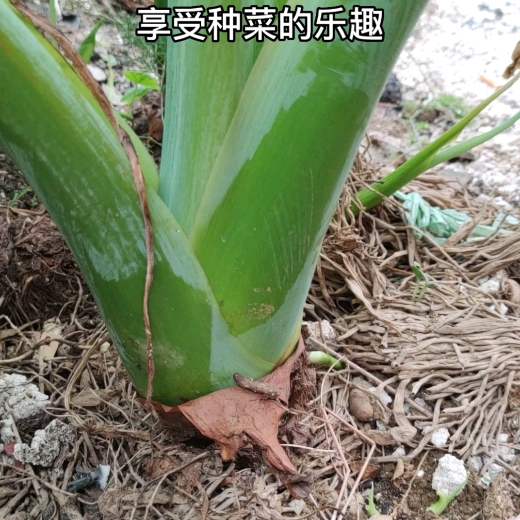 做法简单多样的懒人菜假洋芋喜欢吃的挖一颗回家种一年四季都有吃