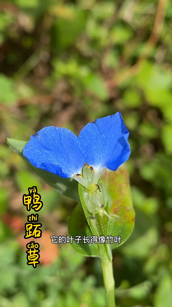 鸭子喜欢吃的草