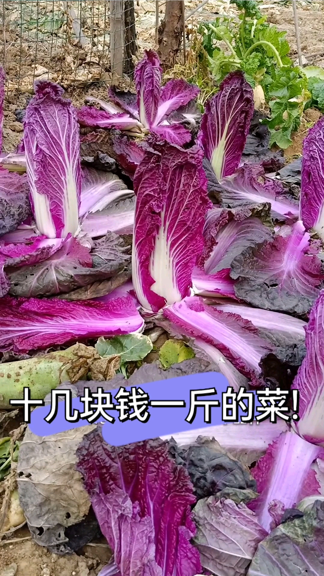 十几块钱一斤的菜