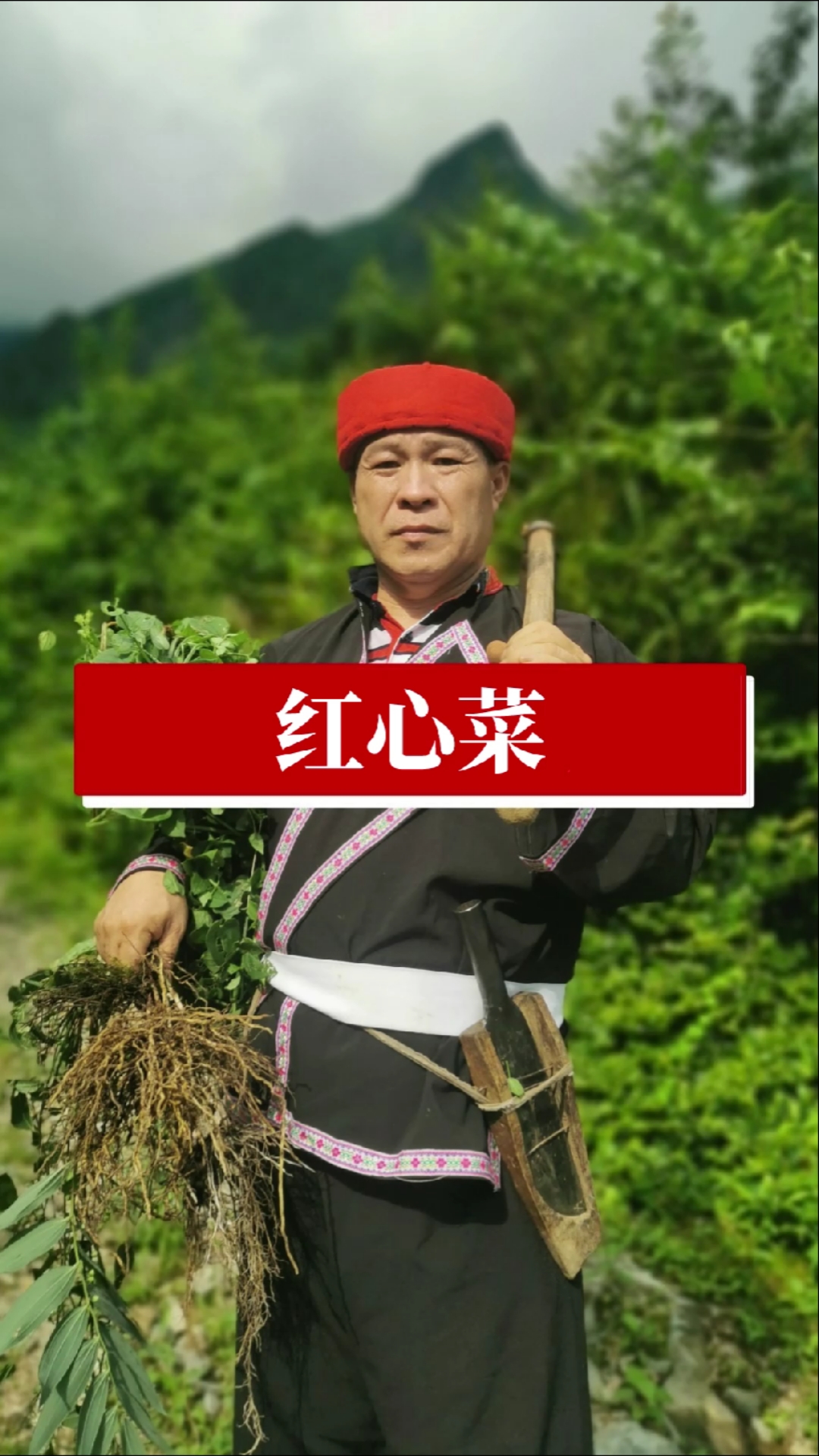 红心菜