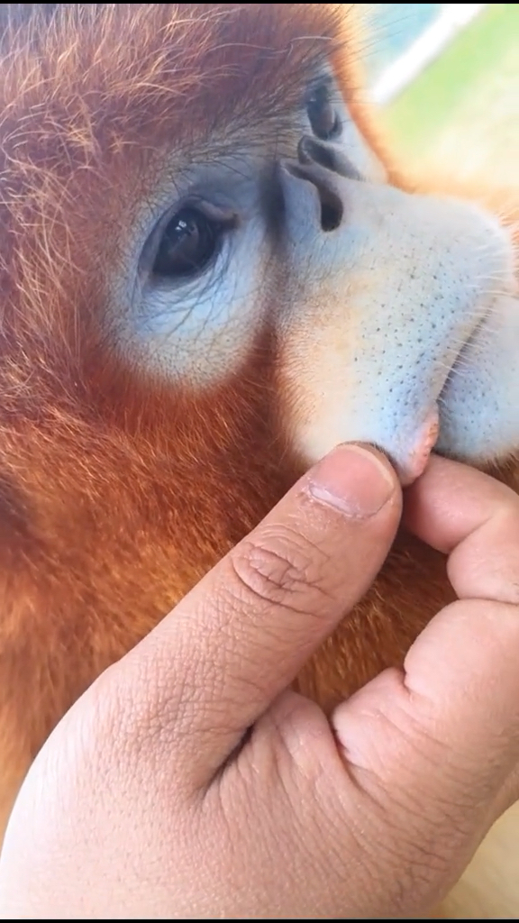 给你们近距离看看嘴角的小肉瘤,外硬内软,有没有狠可爱。嘿嘿。大家点点关注