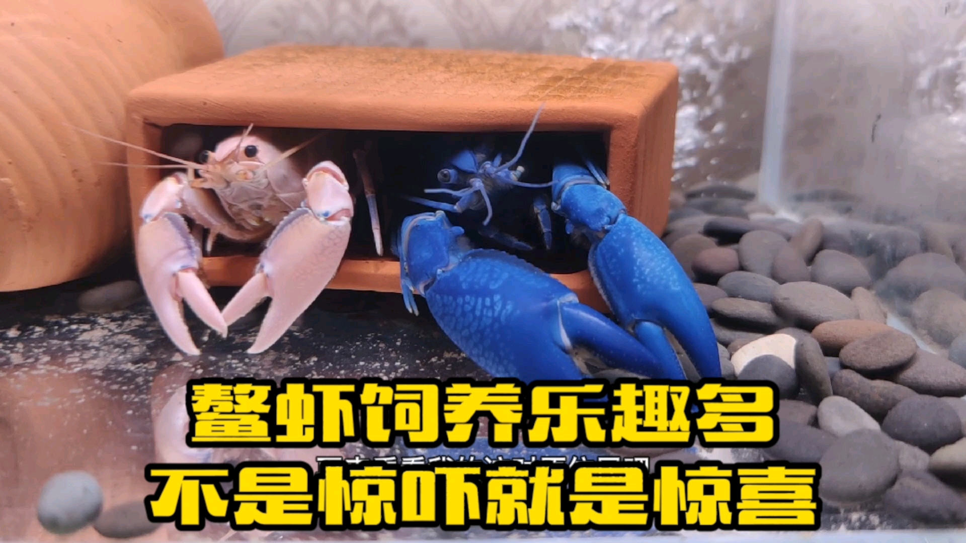 #我家萌宠成精了#观赏虾鳌虾,鳌虾饲养乐趣多,不是惊喜就是惊吓