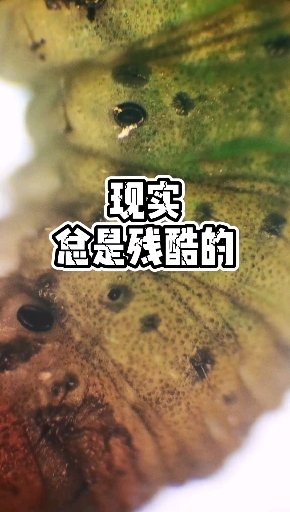 #显微镜世界#菜虫显微镜放大看一看,现实总是残酷的!
