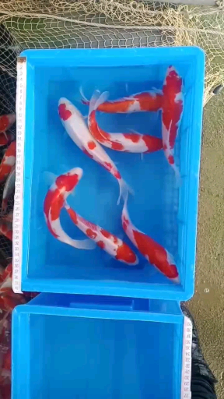 #锦鲤#红白锦鲤鱼红白日本血统锦鲤鱼鱼苗水花