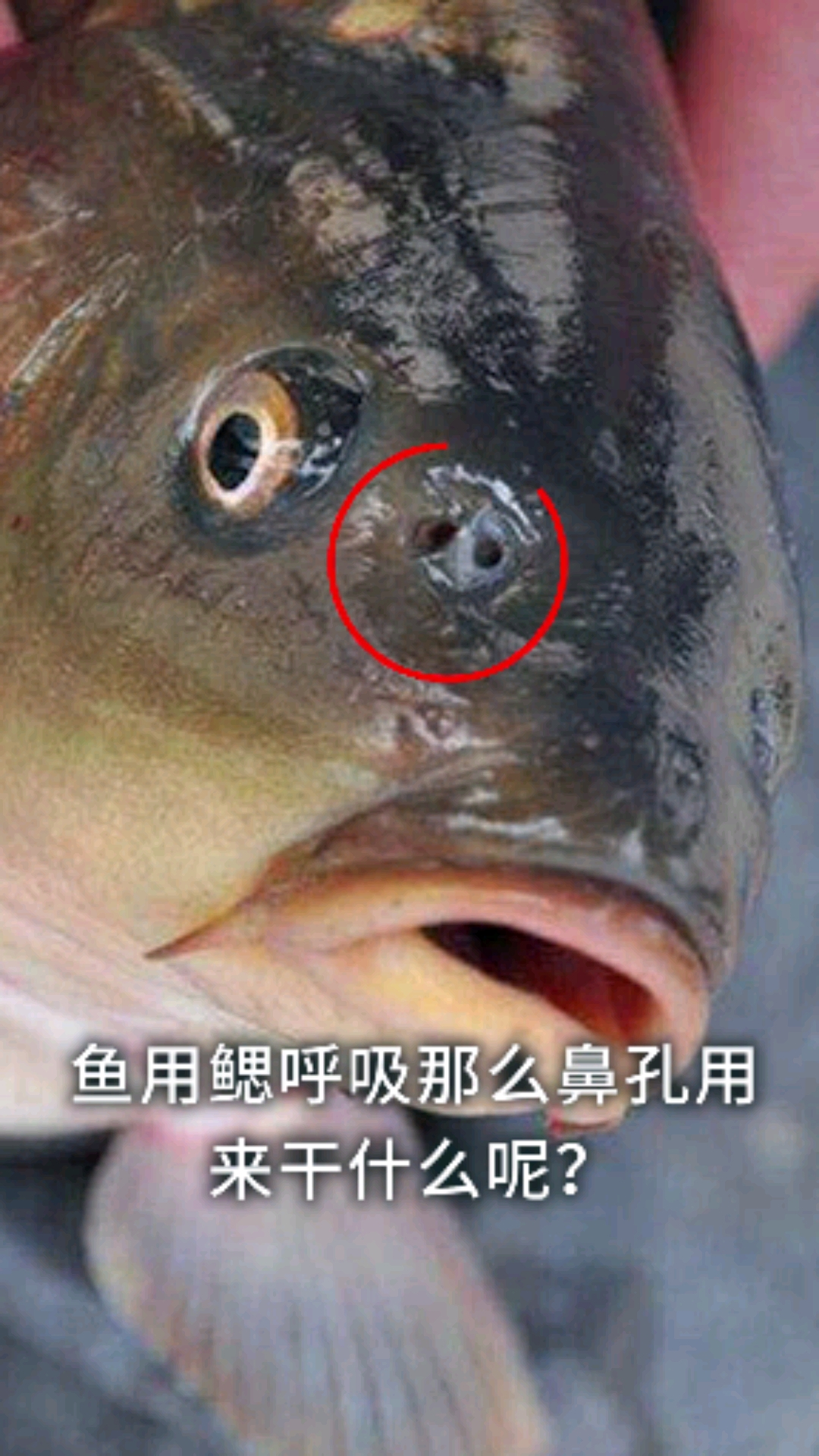 鲸鱼呼吸要浮出水面,那在海里睡觉为什么不会憋死呢?