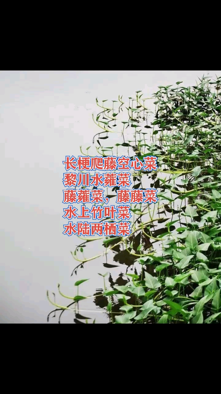 每年种一次,整年收割#长梗爬藤空心菜#黎川水蕹菜#藤蕹菜#藤藤菜#水上竹叶菜