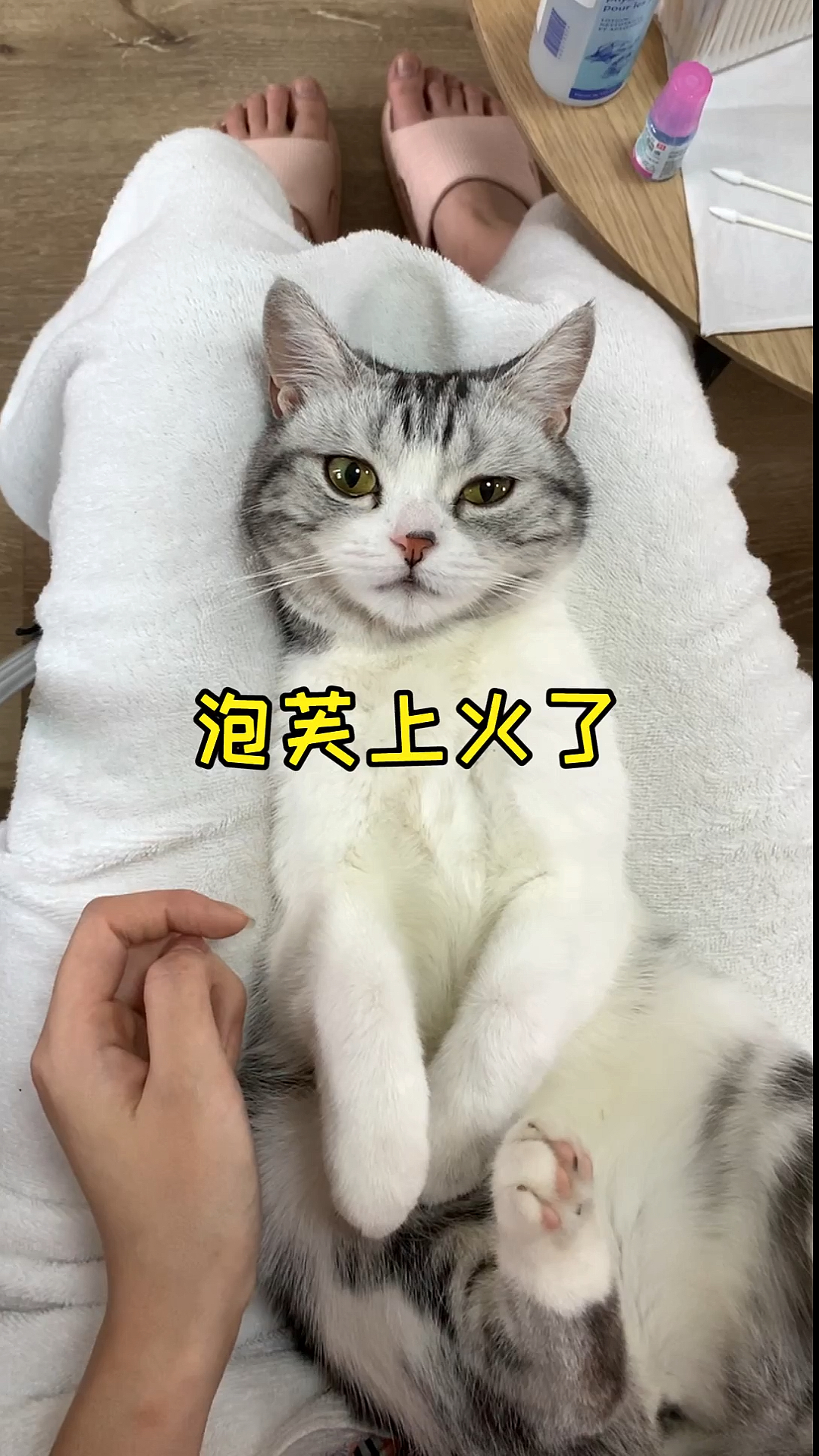 #家有猫咪#天气热了,可以让主子少食多饮哦