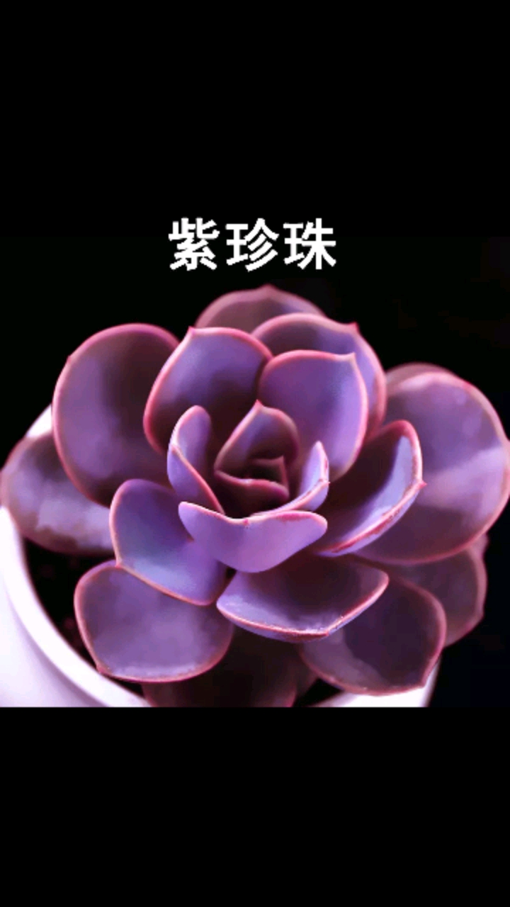 #音为有你#